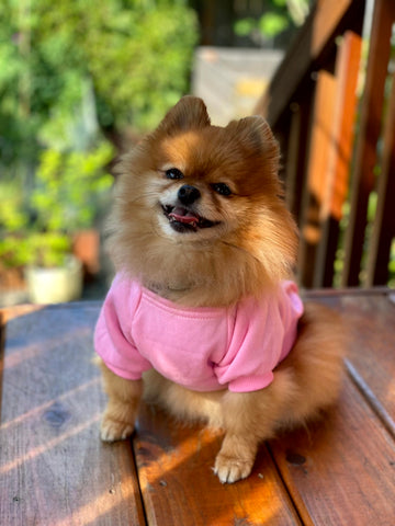 D20 Bouquet Pet Hoodie - CANTRIP BRAND