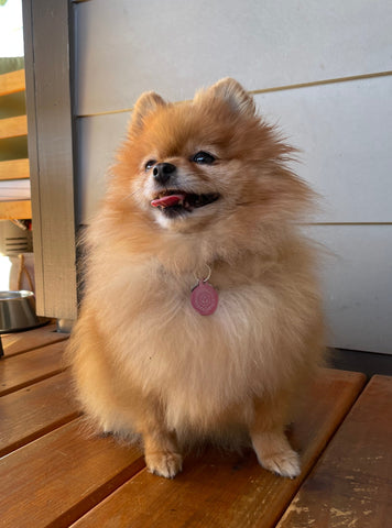 Pendant of Identification - CANTRIP BRAND