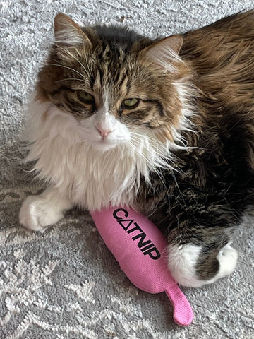 Catnip Totem of Vibing - CANTRIP BRAND